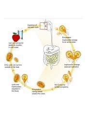 Understanding the Survival and Lifecycle of Cysts and | Course Hero