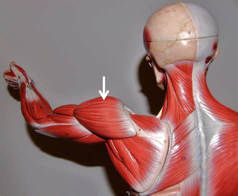 upper arm muscles Flashcards | Quizlet