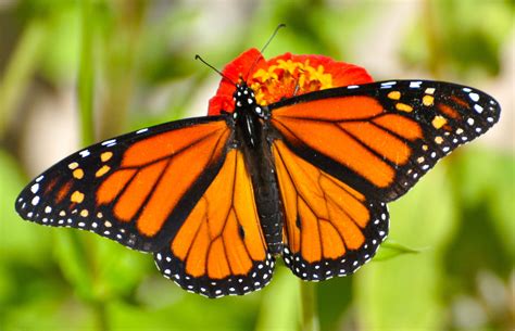 Monarch butterfly: Facts about the iconic migratory insects | Science news for Kids