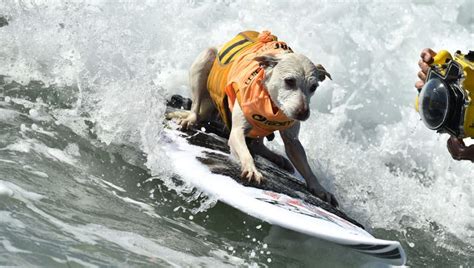 Sugar the surfing dog, beloved wave-riding champion and therapy hero ...