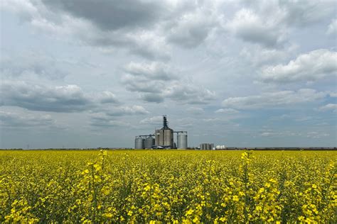 Farmers expected to boost canola area beyond Statistics Canada intentions report | Reuters