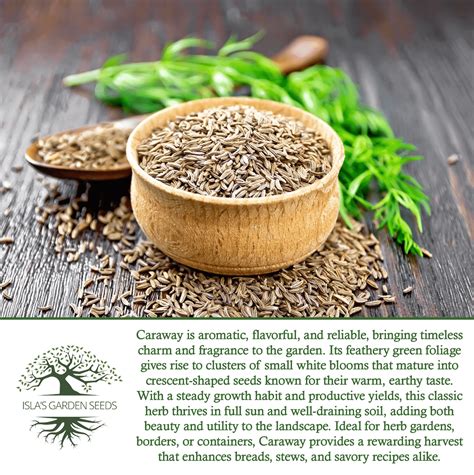 Natural Caraway 100g Wholerich Foods Whole Caraway Seeds 100g - Pure ...