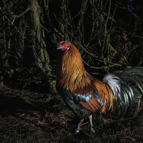 Sweet Dove's Polite Request to Try Her Dad's Strawberry Will Melt Your ...