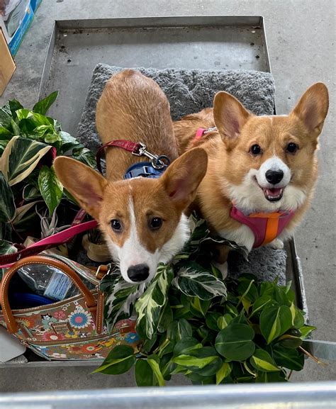 What happens to the puppies after the Puppy Bowl? Adopters share ...