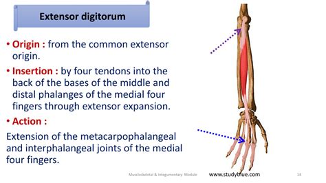 Musculoskeletal & Integumentary Module: Muscles of the Back of Forearm ...
