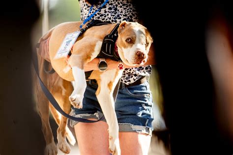 In Pictures: French bulldog mix Petunia wins World's Ugliest Dog ...
