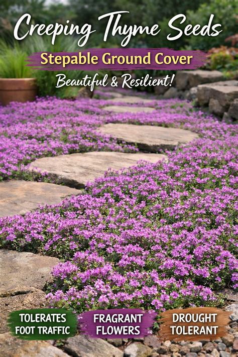 Creeping Thyme Plant