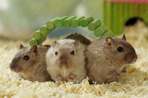 Gerbil | Premium Photo