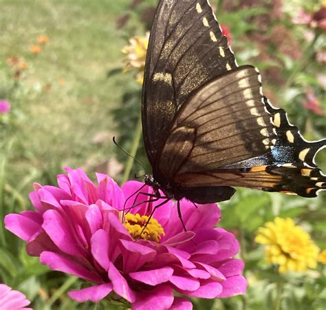 Pollinator-friendly plants that are easy to grow, maintain | Howell ...