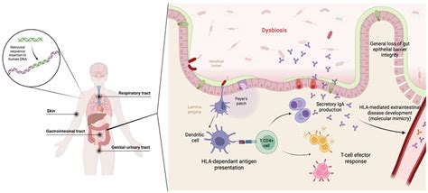 Complex Interactions between the Human Major Histocompatibility Complex ...
