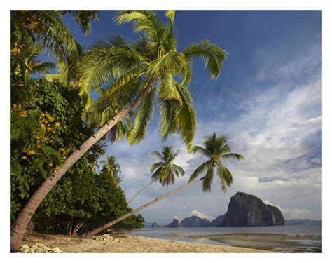 Slickpurchase Palm Trees, Pinagbuyutan Island, Palawan, Philippines ...