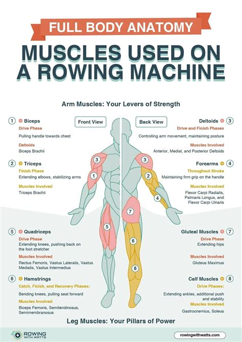 What Muscles Does A Rowing Machine Work - With Infographics — Rowing With Watts