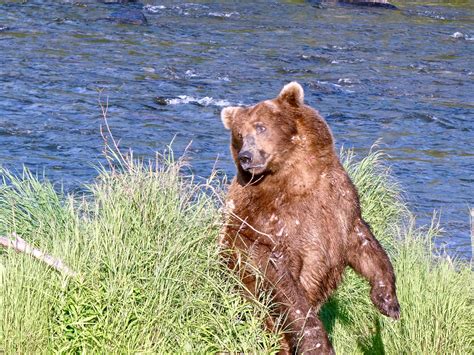 Fat Bear Week 2022 has a winner: 747 named champion in win over 901