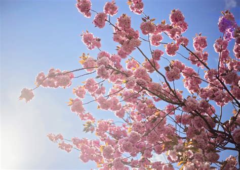 Japan’s famous cherry blossoms are fading as winters warm - Earth.com