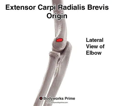 Extensor Carpi Radialis Brevis Muscle Flashcards - Bodyworks Prime