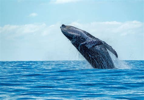 WHALE WATCHING ZANZIBAR (2026) All You Need to Know BEFORE You Go (with ...