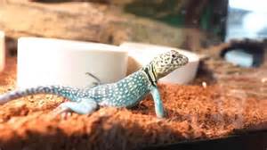 How the largest gecko on Earth duplicated itself through a rare ...