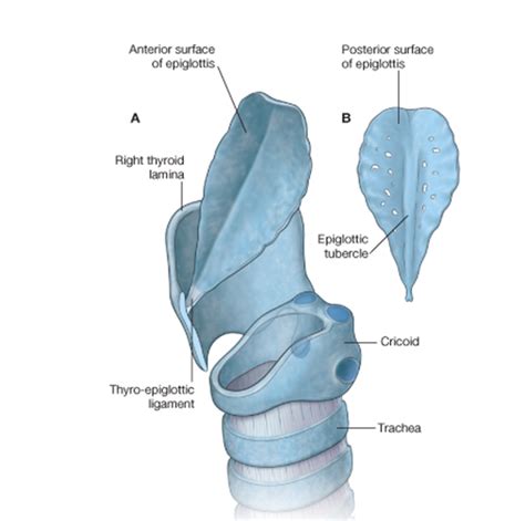 Visual Anatomy 視覚解剖学