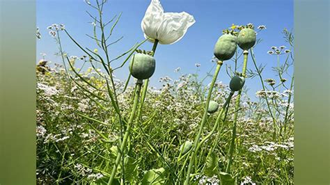 Rs 5 crore worth opium plants destroyed in Odisha's Satkosia wildlife ...
