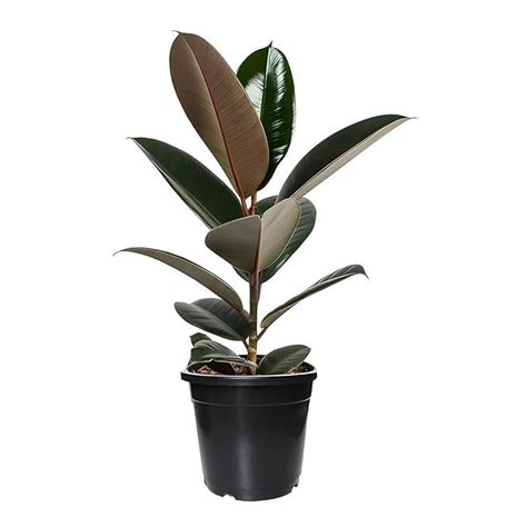 Avante Farm Live Live Rubber Plant (Ficus elastica) – Air Purifying ...