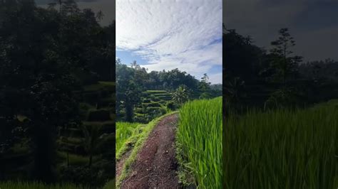 Exploring the Tegalalang rice terrace in Ubud #shorts