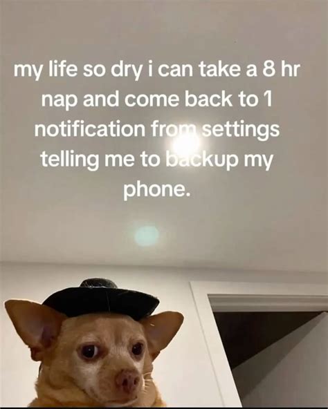 #dogs #memesdaily | Funny picture quotes, Funny bio quotes, Funny mean ...