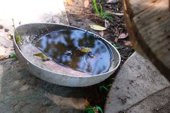 Secretaría de Salud reporta 2,284 casos de dengue en Honduras en lo que ...