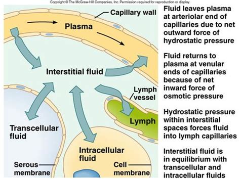 lymphatic system Flashcards | Quizlet