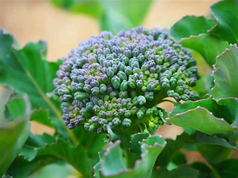 When to start broccoli seeds indoors for the best crop this year