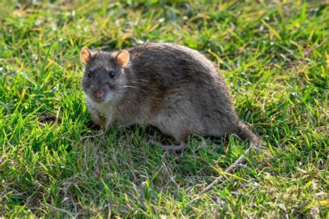 Keep rats away from your garden with Alan Titchmarsh's simple tip