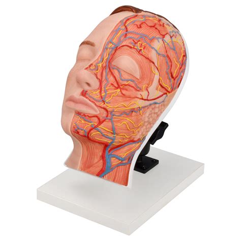 Facial Injections Head Model With Muscles, Arteries and Nerves ...