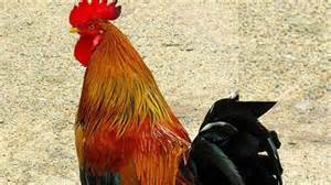 From festival to fortune: Sankranti cockfight in Andhra Pradesh makes ...