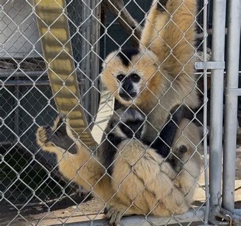 Experience the sounds of the rainforest and the songs of gibbons in ...