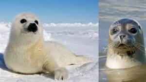 The whiskered hunters: How seals use their sensitive whiskers to track ...