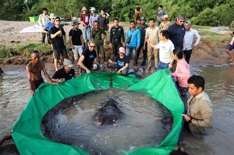 The Biggest Freshwater Fish Ever Discovered - NewsBreak