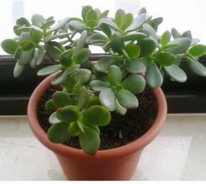 rimi Crassula Plant Price in India - Buy rimi Crassula Plant online at ...