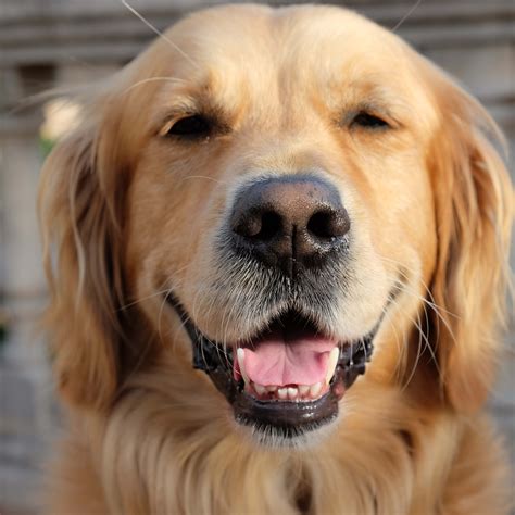 Golden Retriever Health Issues