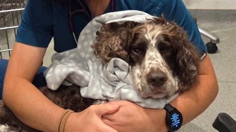 Why are so many dogs on Prozac? How Brits overmedicalised our dogs