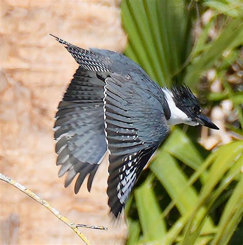 Marine Discovery Center guests spot birds of all kinds in Ponce Inlet