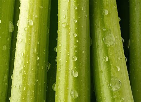 Celery Python Logo 的图像结果