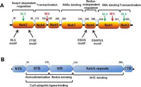 Figure 1 from Nrf2/Keap1/ARE signaling: Towards specific regulation ...