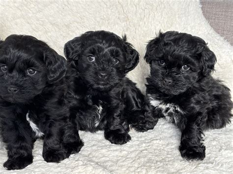 Lhasapoo puppies For Sale Tyne and Wear - Forever Puppy