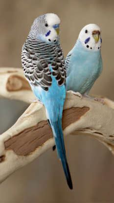 8 Friendly Birds To Keep At Home
