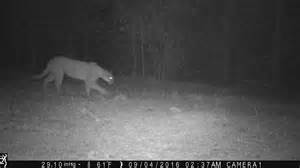 Are there cougars in Tennessee? Wildlife experts explain what’s really ...