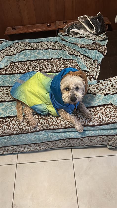 Sheep Esports - C9 Inero: "I don’t think we have a problem with ...