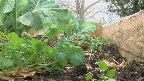 UT finds out which vegetable, herb or flower will grow best in your garden