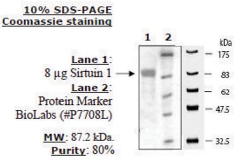 Sirtuin 2 human recombinant, expressed in E. coli, 80 (SDS-PAGE) SIRT2