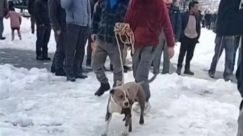 Chamba: Owner Dies In Himachal’s Freezing Snow, Loyal Pet Pitbull ...