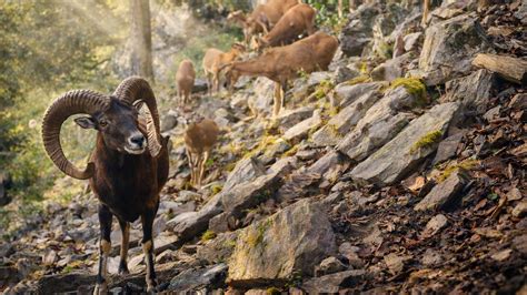A camera trap recorded a herd moving through a steep mountain path