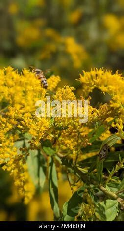 A vertical shot of Solidago canadensis flowers Stock Photo - Alamy